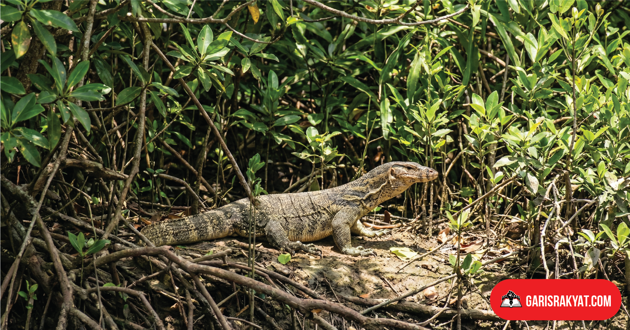 Seekor biawak terlihat di antara semak-semak, menyatu dengan lingkungan alaminya